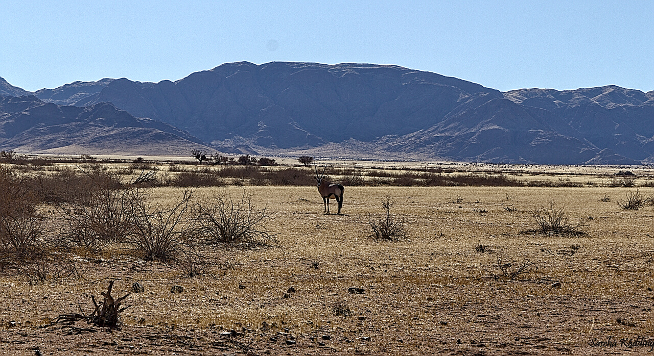 Oryx in Steppe